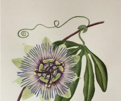 Steep Village Newsletter Apr 23
